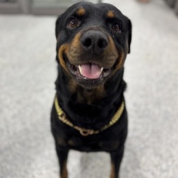 a smiling dog